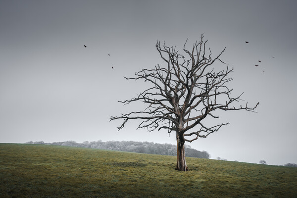 Tree in a Sussex Field Picture Board by Mark Jones