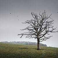 Buy canvas prints of Tree in a Sussex Field by Mark Jones