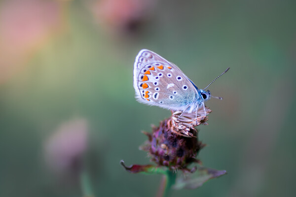 Common Blue Butterfly Picture Board by Mark Jones