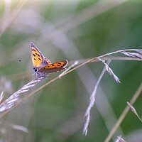 Buy canvas prints of Small Copper Butterfly by Mark Jones