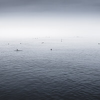 Buy canvas prints of Seabird Panorama, Farne Islands by Mark Jones