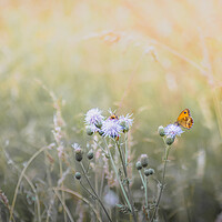 Buy canvas prints of Gatekeeper Butterfly in a Meadow by Mark Jones