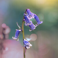 Buy canvas prints of Bluebell in Spring by Mark Jones
