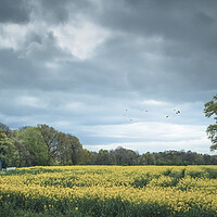 Buy canvas prints of Rapeseed Field in Sussex by Mark Jones