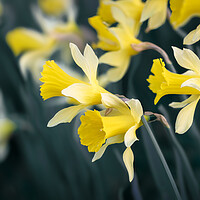 Buy canvas prints of Daffodils by Mark Jones