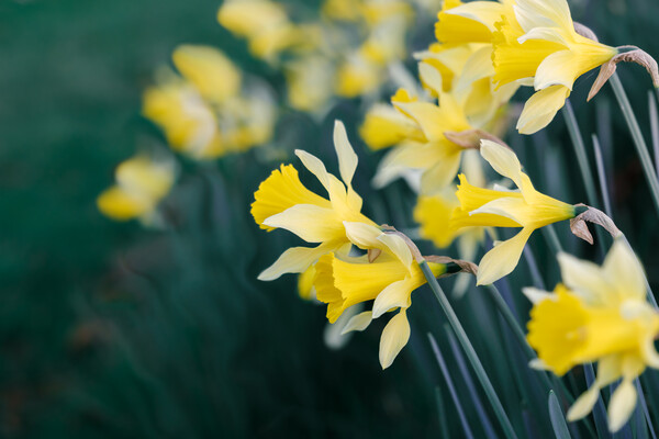 Daffodils Picture Board by Mark Jones