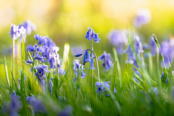 Bluebells and Sunlight Picture Board by Mark Jones