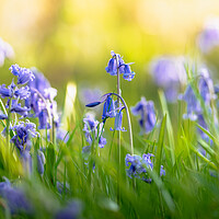 Buy canvas prints of Bluebells and Sunlight by Mark Jones