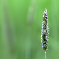 Buy canvas prints of Meadow Foxtail, Spring by Mark Jones