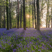 Buy canvas prints of Bluebell Wood in Sunlight by Mark Jones