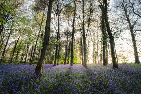 Bluebells Wood in Sunlight Picture Board by Mark Jones