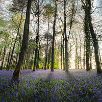 Buy canvas prints of Bluebells Wood in Sunlight by Mark Jones