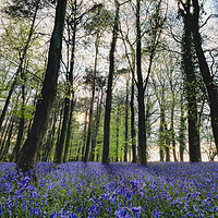 Buy canvas prints of Bluebell Wood Panorama by Mark Jones