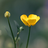 Buy canvas prints of Buttercup by Mark Jones
