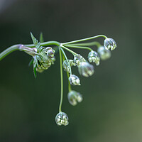 Buy canvas prints of Cow Parsley Buds by Mark Jones
