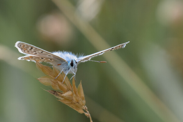 Common Blue Butterfly Picture Board by Mark Jones