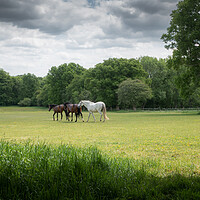 Buy canvas prints of Horses in a Green Field, West Sussex by Mark Jones