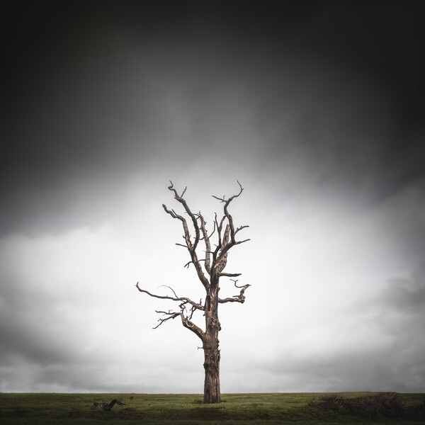 Tree in Field Framed Mounted Print by Mark Jones