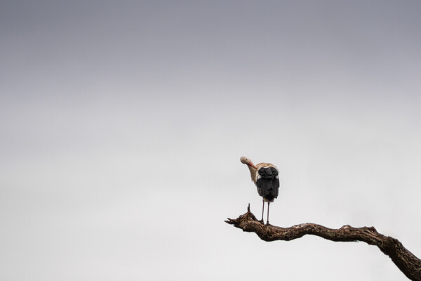 Stork Stalking Picture Board by Mark Jones