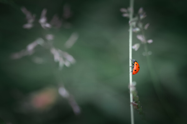 Ladybird Picture Board by Mark Jones
