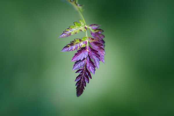 Purple Leaf Picture Board by Mark Jones