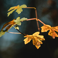Buy canvas prints of Autumn Leaves by Mark Jones