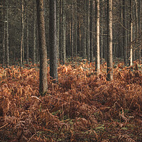 Buy canvas prints of Woods in Autumn by Mark Jones