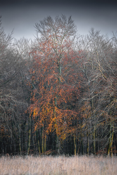 Autumn Tree Picture Board by Mark Jones