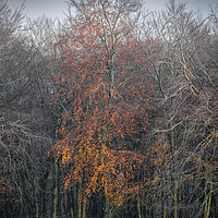 Buy canvas prints of Autumn Tree by Mark Jones