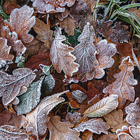 Buy canvas prints of Frosty Leaves by Mark Jones