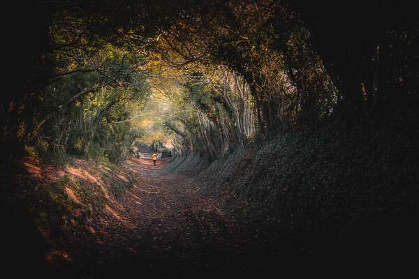 Halnaker Tree Tunnel Picture Board by Mark Jones