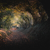 Buy canvas prints of Halnaker Tree Tunnel by Mark Jones