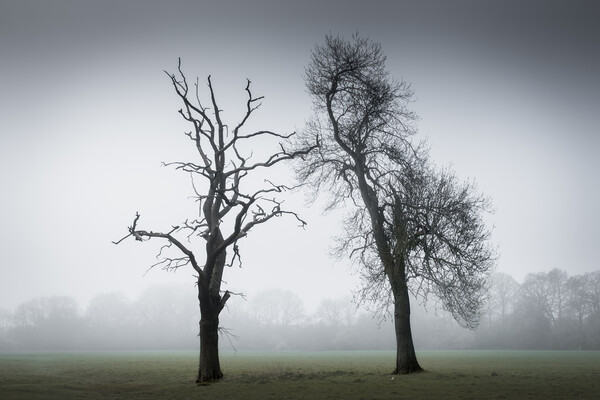 Two Trees in the Mist Picture Board by Mark Jones