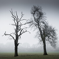 Buy canvas prints of Two Trees in the Mist by Mark Jones