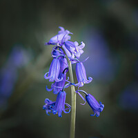 Buy canvas prints of Bluebell by Mark Jones