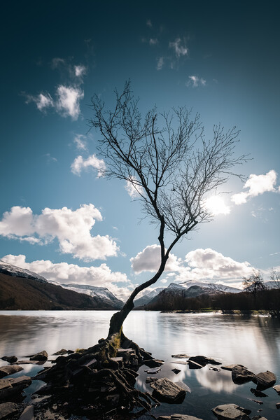Lonely Tree Picture Board by Mark Jones