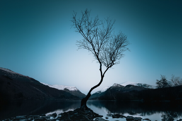 Lonely Tree Picture Board by Mark Jones