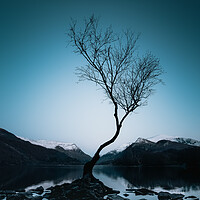 Buy canvas prints of Lonely Tree by Mark Jones