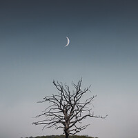 Buy canvas prints of Crescent Moon and Tree by Mark Jones