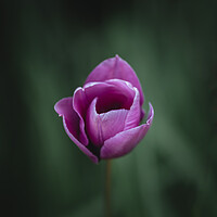 Buy canvas prints of Purple Tulip by Mark Jones