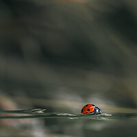 Buy canvas prints of Ladybird by Mark Jones