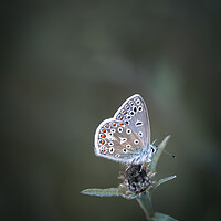 Buy canvas prints of Common Blue Butterfly by Mark Jones