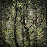 Buy canvas prints of The Canopy by Mark Jones