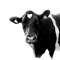 Buy canvas prints of A Black and White Cow by Mark Jones