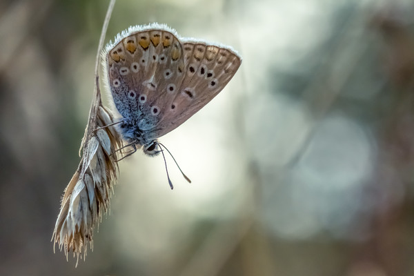 Pastel Butterfly Picture Board by Mark Jones
