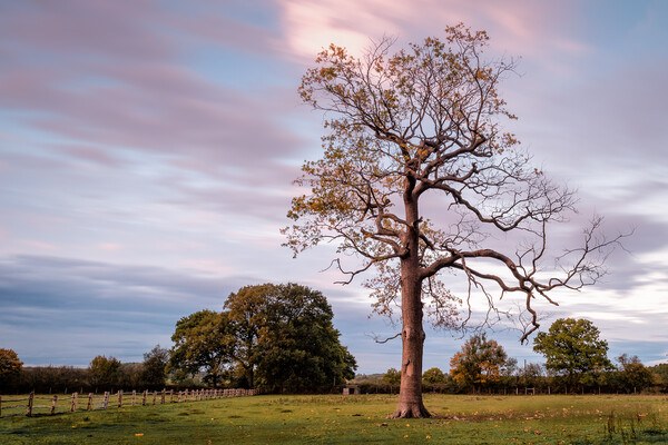 Tree in Field Picture Board by Mark Jones