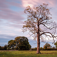 Buy canvas prints of Tree in Field by Mark Jones