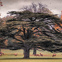 Buy canvas prints of Deer Park by Mark Jones