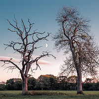Buy canvas prints of Two Trees in a Field, with Moon by Mark Jones