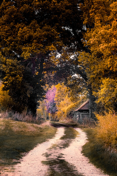 Autumn Lane Picture Board by Mark Jones
